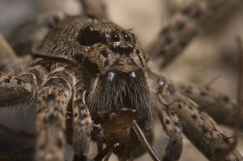 Primer plano de los quelíceros (las mandíbulas) de una Dolomedes. Foto: Wikipedia.